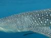 358 - DiveB-1 Oslob Whaleshark