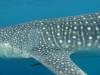 359 - DiveB-1 Oslob Whaleshark