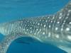360 - DiveB-1 Oslob Whaleshark
