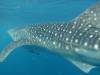 361 - DiveB-1 Oslob Whaleshark
