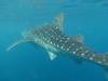363 - DiveB-1 Oslob Whaleshark