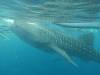 366 - DiveB-1 Oslob Whaleshark