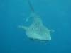 368 - DiveB-1 Oslob Whaleshark