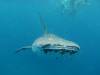 370 - DiveB-1 Oslob Whaleshark