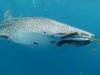 372 - DiveB-1 Oslob Whaleshark