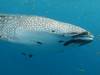 373 - DiveB-1 Oslob Whaleshark