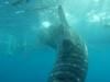 379 - DiveB-1 Oslob Whaleshark