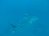381 - DiveB-1 Oslob Whaleshark