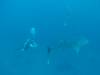 382 - DiveB-1 Oslob Whaleshark