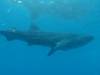 384 - DiveB-1 Oslob Whaleshark