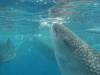 389 - DiveB-1 Oslob Whaleshark
