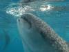 391 - DiveB-1 Oslob Whaleshark
