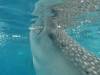 393 - DiveB-1 Oslob Whaleshark