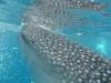 394 - DiveB-1 Oslob Whaleshark