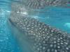 395 - DiveB-1 Oslob Whaleshark