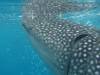 396 - DiveB-1 Oslob Whaleshark