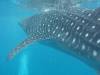 397 - DiveB-1 Oslob Whaleshark