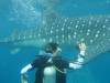 398 - DiveB-1 Oslob Whaleshark