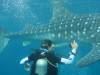 399 - DiveB-1 Oslob Whaleshark