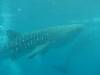 404 - DiveB-1 Oslob Whaleshark