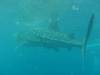 407 - DiveB-1 Oslob Whaleshark