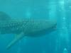 409 - DiveB-1 Oslob Whaleshark