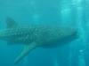 410 - DiveB-1 Oslob Whaleshark