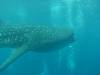 411 - DiveB-1 Oslob Whaleshark