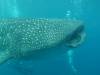 413 - DiveB-1 Oslob Whaleshark