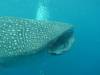 415 - DiveB-1 Oslob Whaleshark