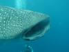416 - DiveB-1 Oslob Whaleshark