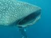 417 - DiveB-1 Oslob Whaleshark