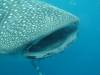 418 - DiveB-1 Oslob Whaleshark