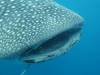 419 - DiveB-1 Oslob Whaleshark