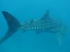 420 - DiveB-1 Oslob Whaleshark