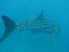 421 - DiveB-1 Oslob Whaleshark