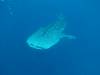 426 - DiveB-1 Oslob Whaleshark