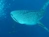 428 - DiveB-1 Oslob Whaleshark