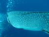 429 - DiveB-1 Oslob Whaleshark