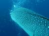 430 - DiveB-1 Oslob Whaleshark