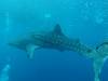 432 - DiveB-1 Oslob Whaleshark