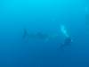 434 - DiveB-1 Oslob Whaleshark