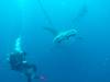 437 - DiveB-1 Oslob Whaleshark