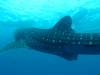 438 - DiveB-1 Oslob Whaleshark