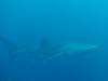 439 - DiveB-1 Oslob Whaleshark