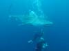 440 - DiveB-1 Oslob Whaleshark