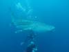 441 - DiveB-1 Oslob Whaleshark