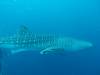 442 - DiveB-1 Oslob Whaleshark