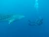 443 - DiveB-1 Oslob Whaleshark