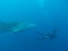 444 - DiveB-1 Oslob Whaleshark